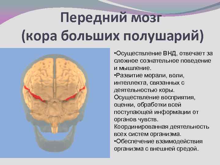 Полушария переднего мозга имеют. Изоляция полушарий переднего мозга. За что отвечает передний мозг. Функции переднего мозга человека.