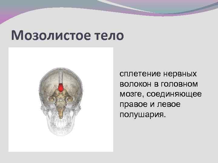 Мозолистое тело сплетение нервных волокон в головном мозге, соединяющее правое и левое полушария. 