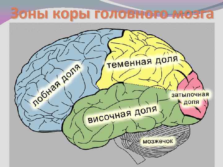Зоны коры головного мозга 