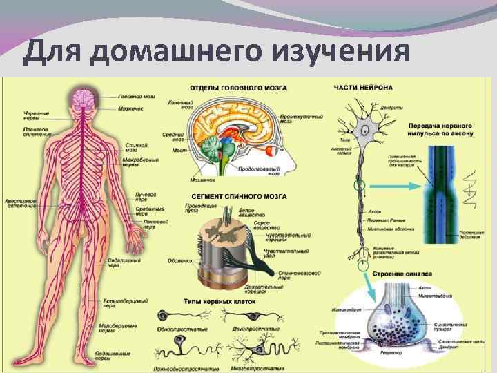 Картинка неврологических зон человека