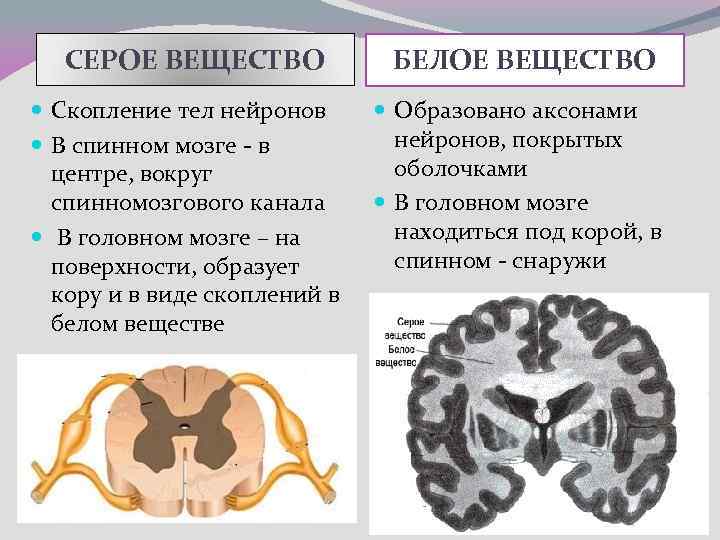СЕРОЕ ВЕЩЕСТВО Скопление тел нейронов В спинном мозге - в центре, вокруг спинномозгового канала