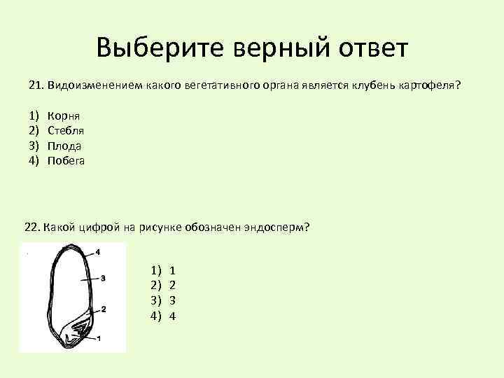 Какой цифрой на рисунке обозначена структура регулирующая количество света