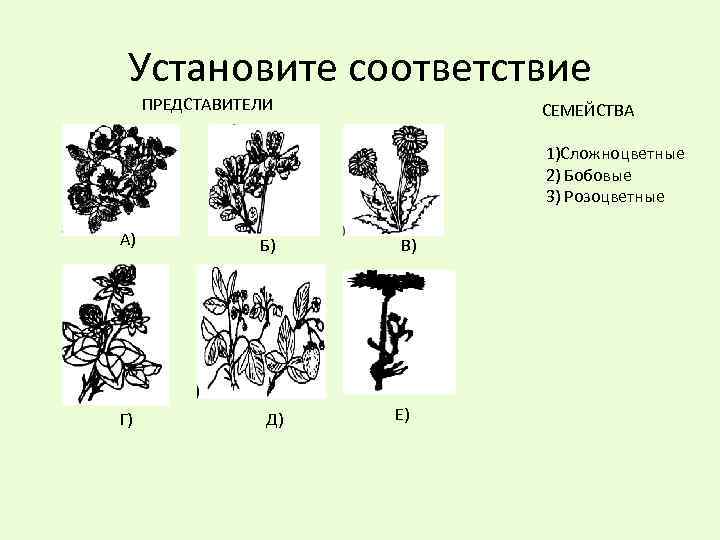 Установите соответствие ПРЕДСТАВИТЕЛИ СЕМЕЙСТВА 1)Сложноцветные 2) Бобовые 3) Розоцветные А) Г) Б) Д) В)