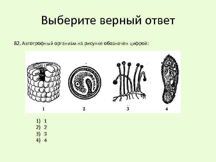 Назовите изображенный на рисунке организм. Что на рисунке обозначено цифрой 3 биология. Что на рисунке обозначено цифрой 2 биология. Что обозначена на рисунке цифрой три. Какой процесс изображён на рисунке что обозначено цифрами 1 4.