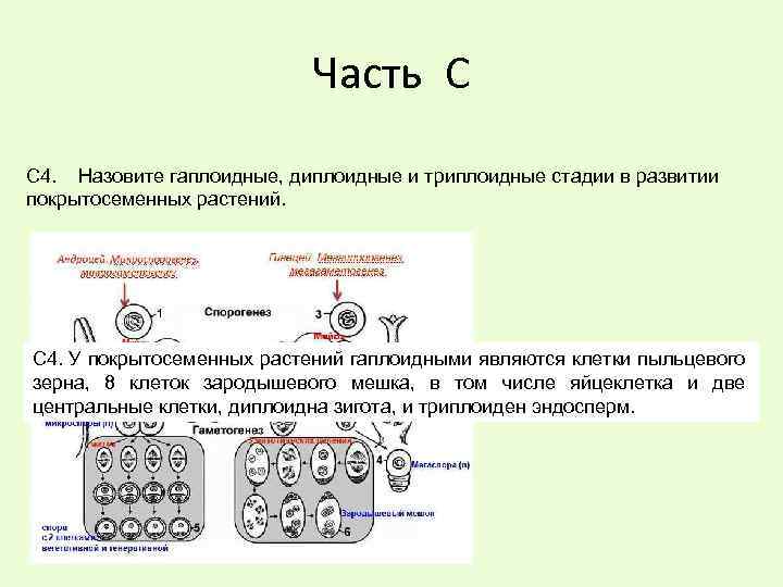 Гаплоидный набор хромосом клетки образуется в результате. Диплоидность и гаплоидность клеток. Гаплоидная клетка это в биологии. Набор хромосом у покрытосеменных растений. Диплоидная клетка.