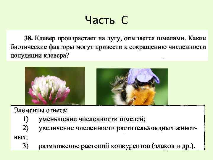 Верны ли суждения об опылении цветковых растений. Шмель опыляет Клевер. Опыление клевера шмелями. Клевер опыляется шмелями. Биотические факторы растений.