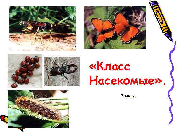  «Класс Насекомые» . 7 класс. 