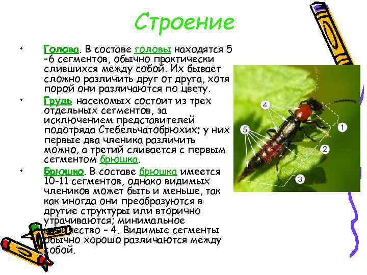 Строение • • • Голова. В составе головы находятся 5 -6 сегментов, обычно практически