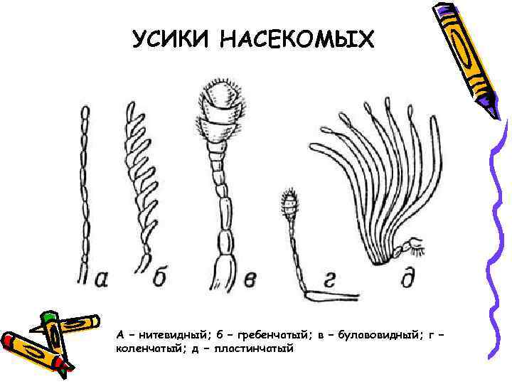 УСИКИ НАСЕКОМЫХ А – нитевидный; б – гребенчатый; в – булавовидный; г – коленчатый;