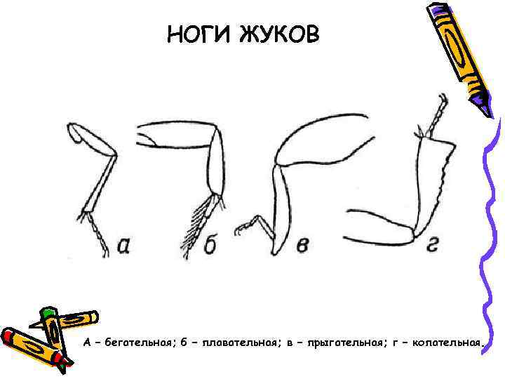 НОГИ ЖУКОВ А – бегательная; б – плавательная; в – прыгательная; г – копательная.
