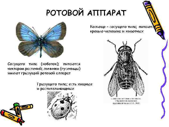 РОТОВОЙ АППАРАТ Колюще – сосущего типа; питаются кровью человека и животных Сосущего типа (хоботок);