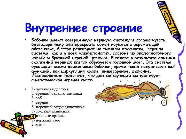 Внутреннее строение • Бабочки имеют совершенную нервную систему и органы чувств, благодаря чему они