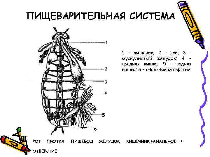 ПИЩЕВАРИТЕЛЬНАЯ СИСТЕМА 1 – пищевод; 2 – зоб; 3 – мускулистый желудок; 4 –