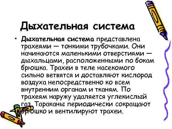 Дыхательная система • Дыхательная система представлена трахеями — тонкими трубочками. Они начинаются маленькими отверстиями