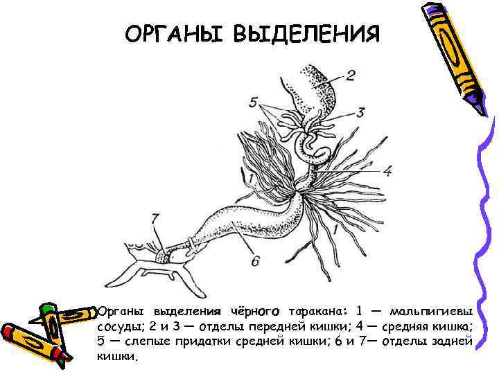 ОРГАНЫ ВЫДЕЛЕНИЯ Органы выделения чёрного таракана: 1 — мальпигиевы сосуды; 2 и 3 —