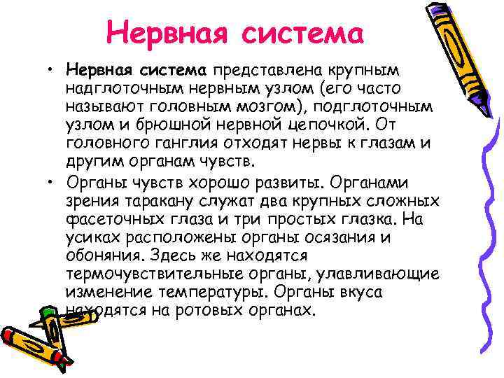 Нервная система • Нервная система представлена крупным надглоточным нервным узлом (его часто называют головным
