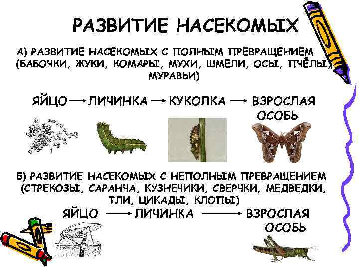 РАЗВИТИЕ НАСЕКОМЫХ А) РАЗВИТИЕ НАСЕКОМЫХ С ПОЛНЫМ ПРЕВРАЩЕНИЕМ (БАБОЧКИ, ЖУКИ, КОМАРЫ, МУХИ, ШМЕЛИ, ОСЫ,