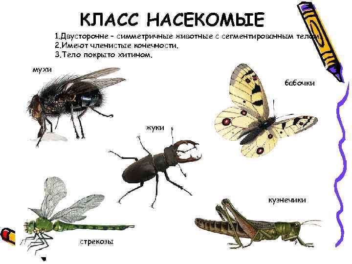 КЛАСС НАСЕКОМЫЕ 1. Двусторонне – симметричные животные с сегментированным телом. 2. Имеют членистые конечности.