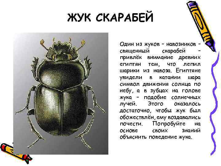 ЖУК СКАРАБЕЙ Один из жуков – навозников – священный скарабей – привлёк внимание древних