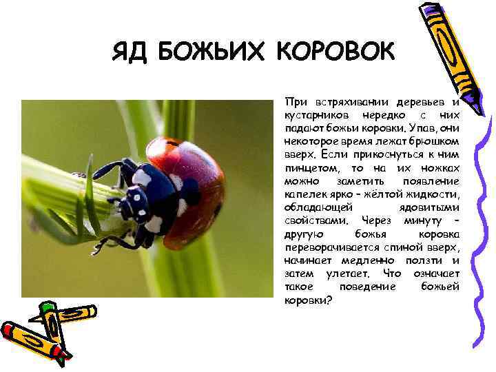 ЯД БОЖЬИХ КОРОВОК При встряхивании деревьев и кустарников нередко с них падают божьи коровки.