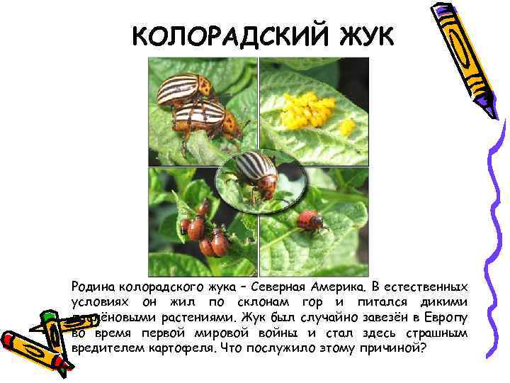 КОЛОРАДСКИЙ ЖУК Родина колорадского жука – Северная Америка. В естественных условиях он жил по