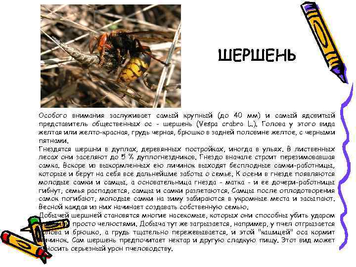 ШЕРШЕНЬ Особого внимания заслуживает самый крупный (до 40 мм) и самый ядовитый представитель общественных