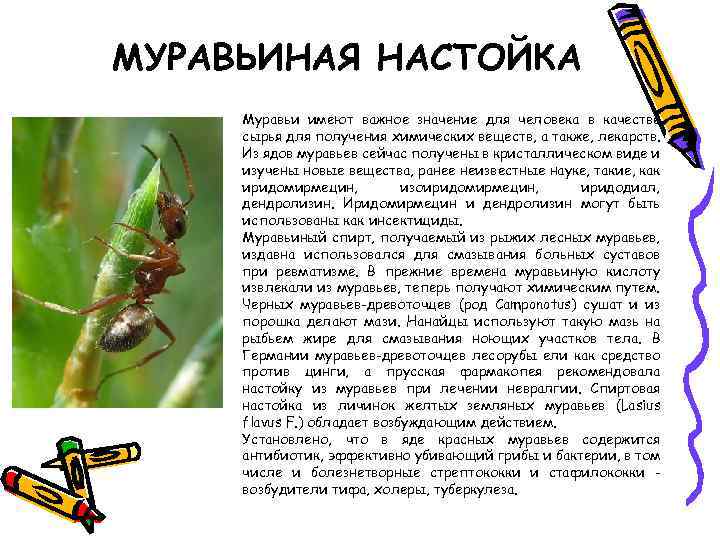 МУРАВЬИНАЯ НАСТОЙКА Муравьи имеют важное значение для человека в качестве сырья для получения химических