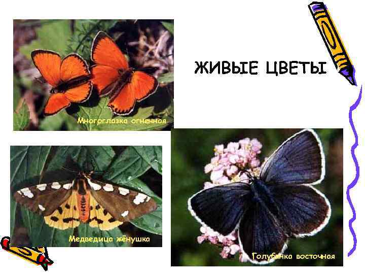 ЖИВЫЕ ЦВЕТЫ Многоглазка огненная Медведица жёнушка Голубянка восточная 