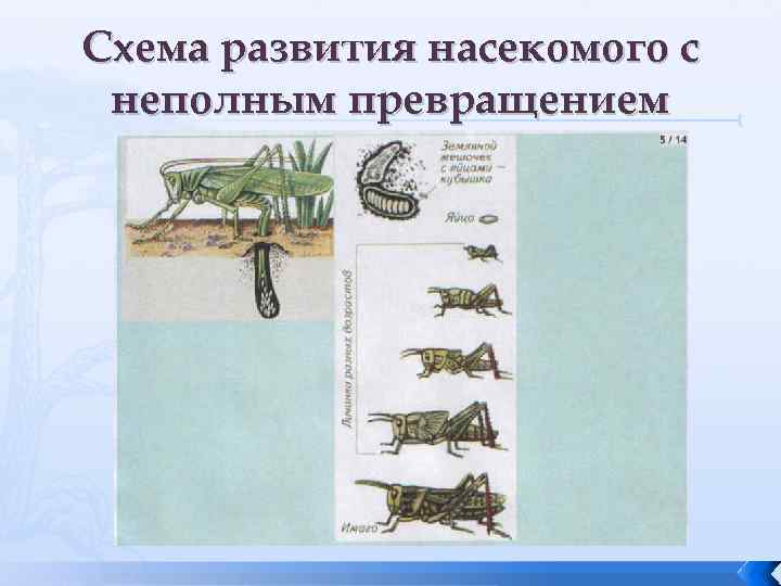 Схема развития насекомого с неполным превращением 