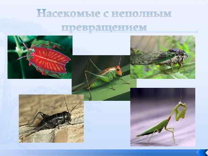Насекомые с неполным превращением 