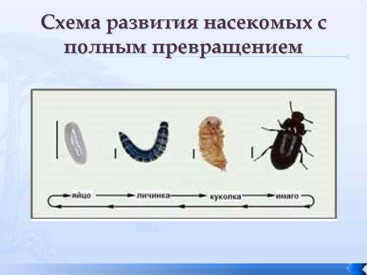 Схема развития насекомых с полным превращением 
