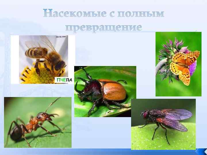 Насекомые с полным превращение 