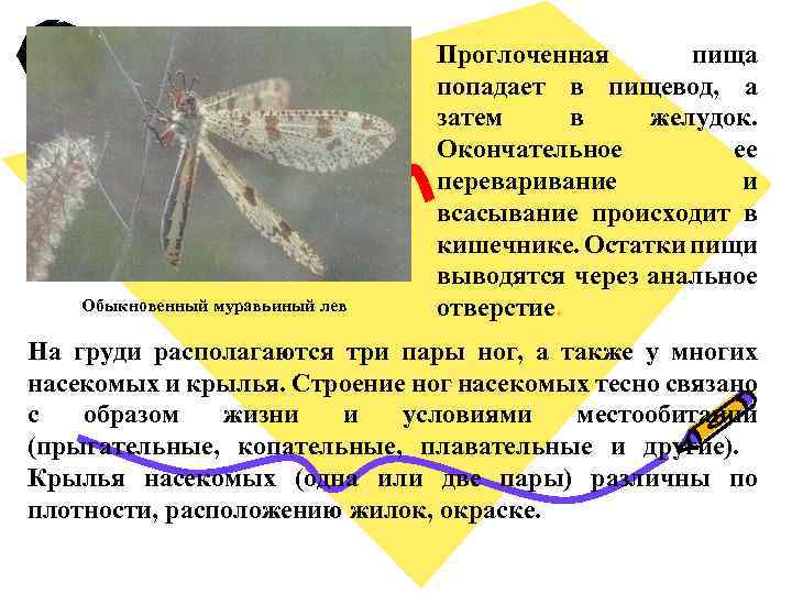 Обыкновенный муравьиный лев Проглоченная пища попадает в пищевод, а затем в желудок. Окончательное ее