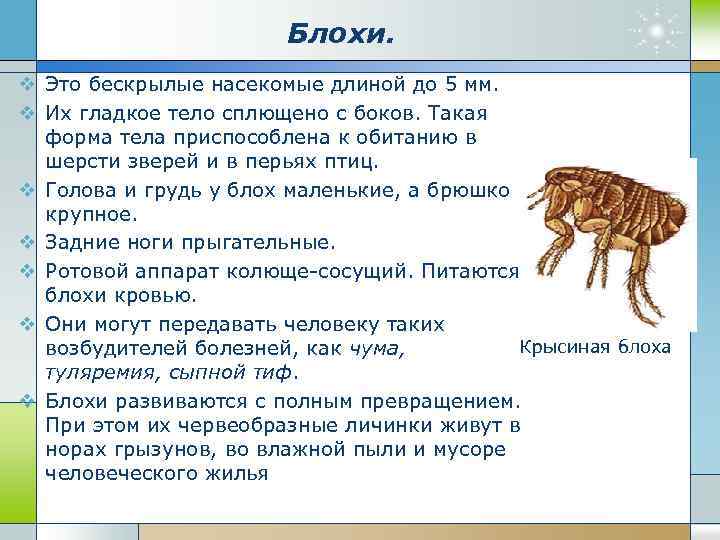 Блохи. v Это бескрылые насекомые длиной до 5 мм. v Их гладкое тело сплющено