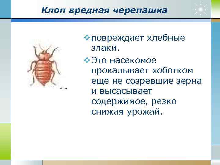 Клоп вредная черепашка v повреждает хлебные злаки. v Это насекомое прокалывает хоботком еще не