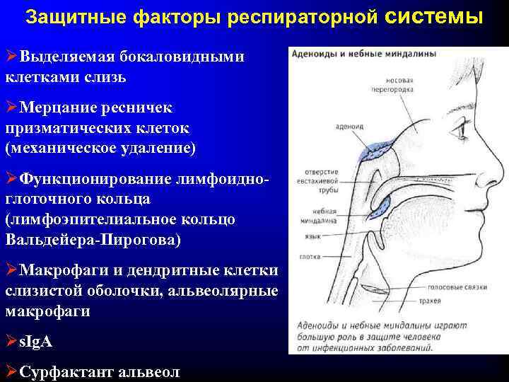 Защитные факторы респираторной системы ØВыделяемая бокаловидными клетками слизь ØМерцание ресничек призматических клеток (механическое удаление)