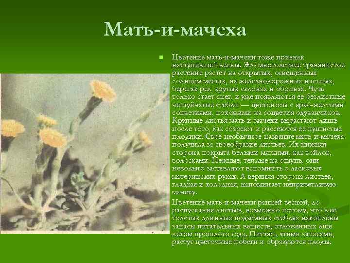 Мать-и-мачеха n n Цветение мать-и-мачехи тоже признак наступившей весны. Это многолетнее травянистое растение растет