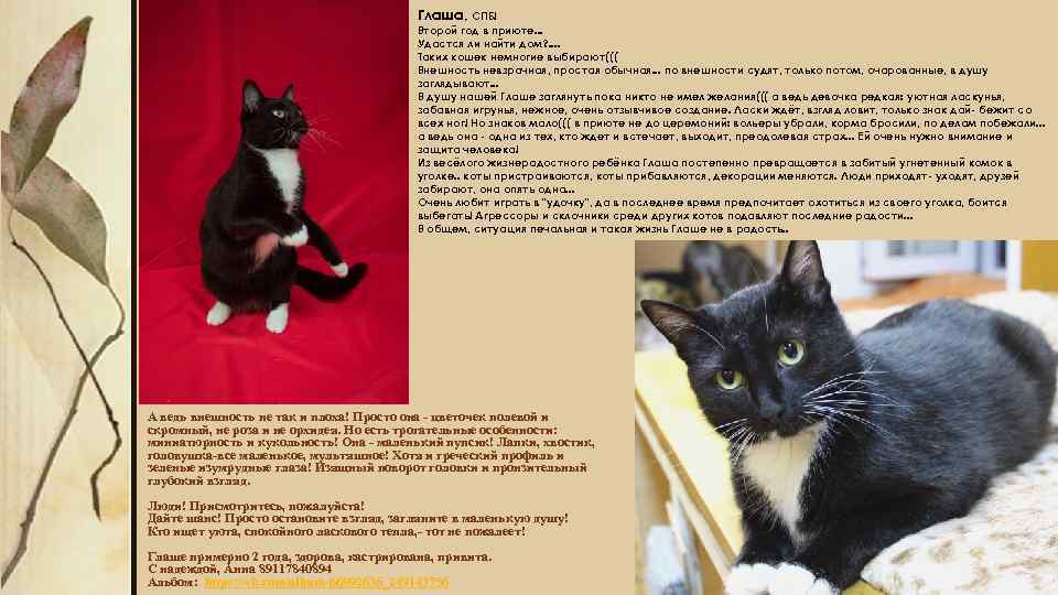 Глаша, СПБ! Второй год в приюте. . . Удастся ли найти дом? . .