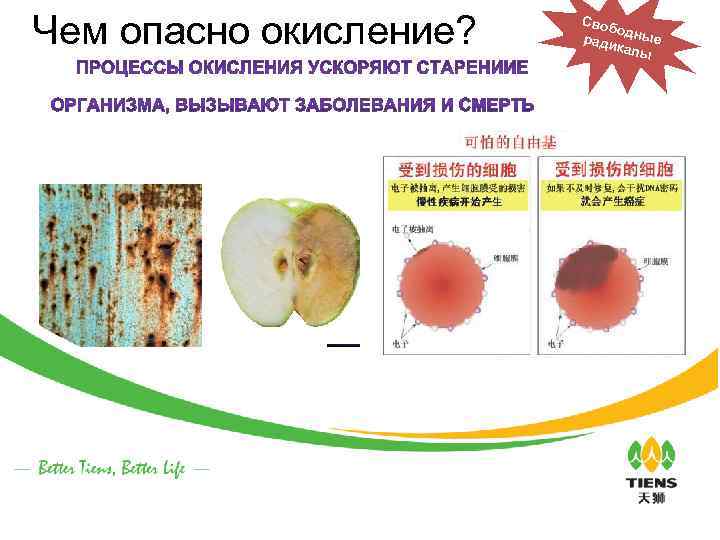 Чем опасно окисление? Своб од ради ные калы 