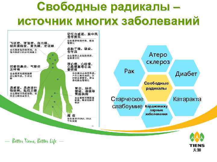Свободные радикалы – источник многих заболеваний Атеро склероз Рак Диабет Свободные радикалы Старческое Катаракта