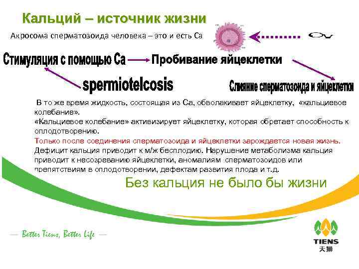 Кальций – источник жизни Акросома сперматозоида человека – это и есть Са В то