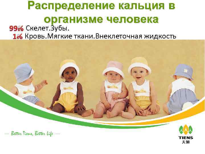 Распределение кальция в организме человека 99% Скелет. Зубы. 1% Кровь. Мягкие ткани. Внеклеточная жидкость