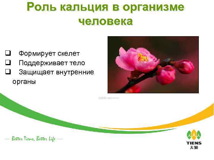 Роль кальция в организме человека q Формирует скелет q Поддерживает тело q Защищает внутренние