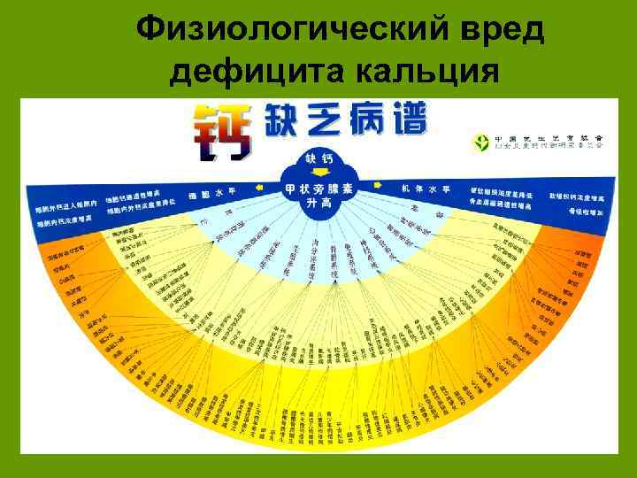  Физиологический вред дефицита кальция 