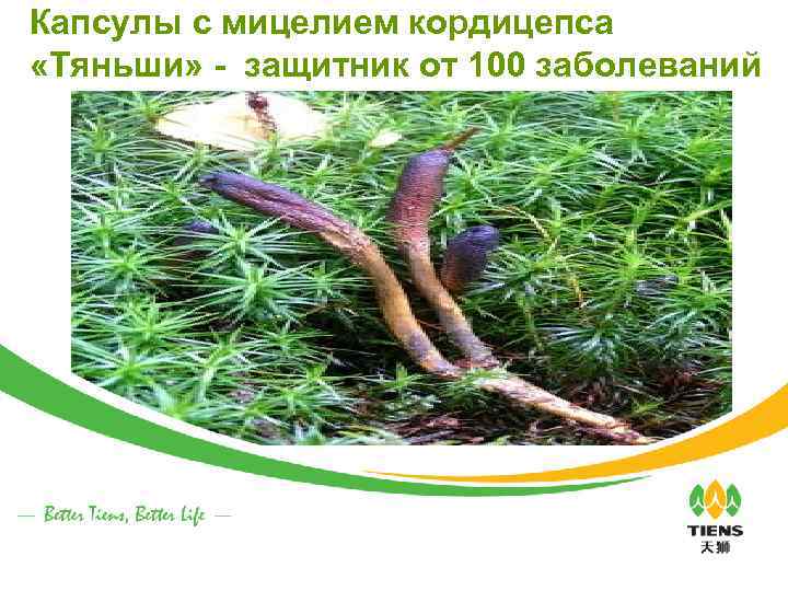 Капсулы с мицелием кордицепса «Тяньши» - защитник от 100 заболеваний 