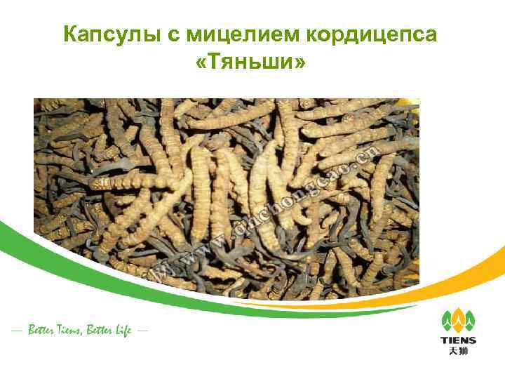 Капсулы с мицелием кордицепса «Тяньши» 