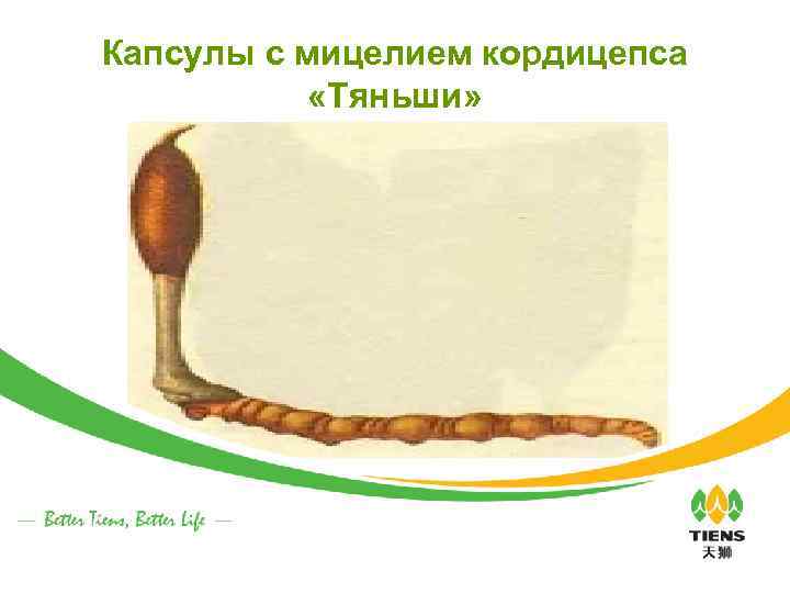 Капсулы с мицелием кордицепса «Тяньши» 