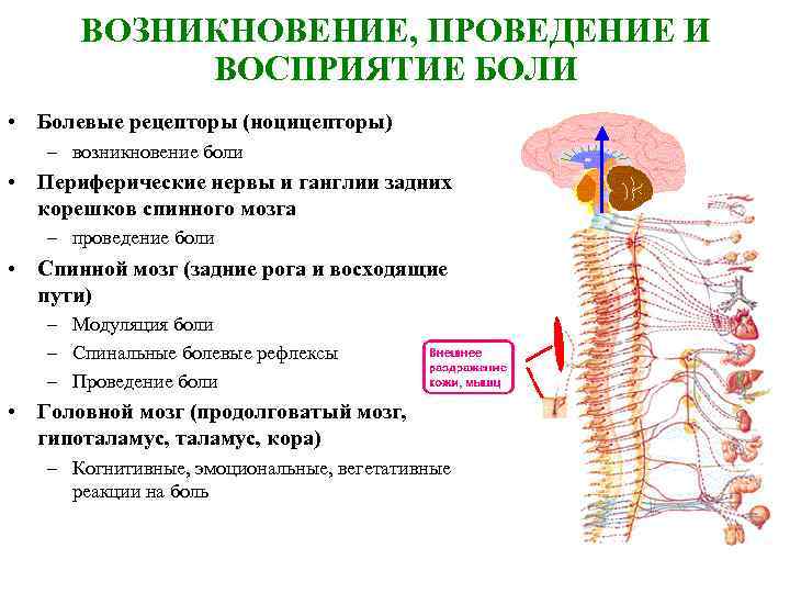 Болевые рецепторы