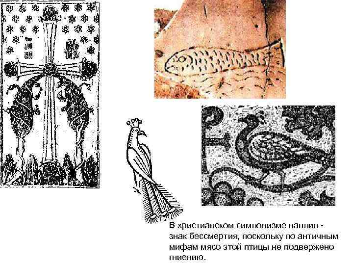 В христианском символизме павлин - знак бессмертия, поскольку по античным мифам мясо этой птицы