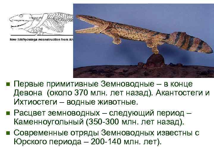 n n n Первые примитивные Земноводные – в конце Девона (около 370 млн. лет